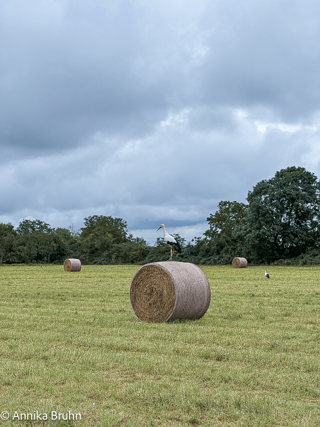 Storch auf einem Heuballen